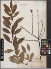 Foto von Salix caprea L. x Salix daphnoides Vill.